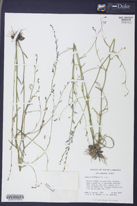 Lobelia nuttallii image