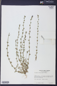 Triodanis perfoliata var. biflora image