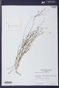 Wahlenbergia marginata image