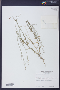 Wahlenbergia marginata image