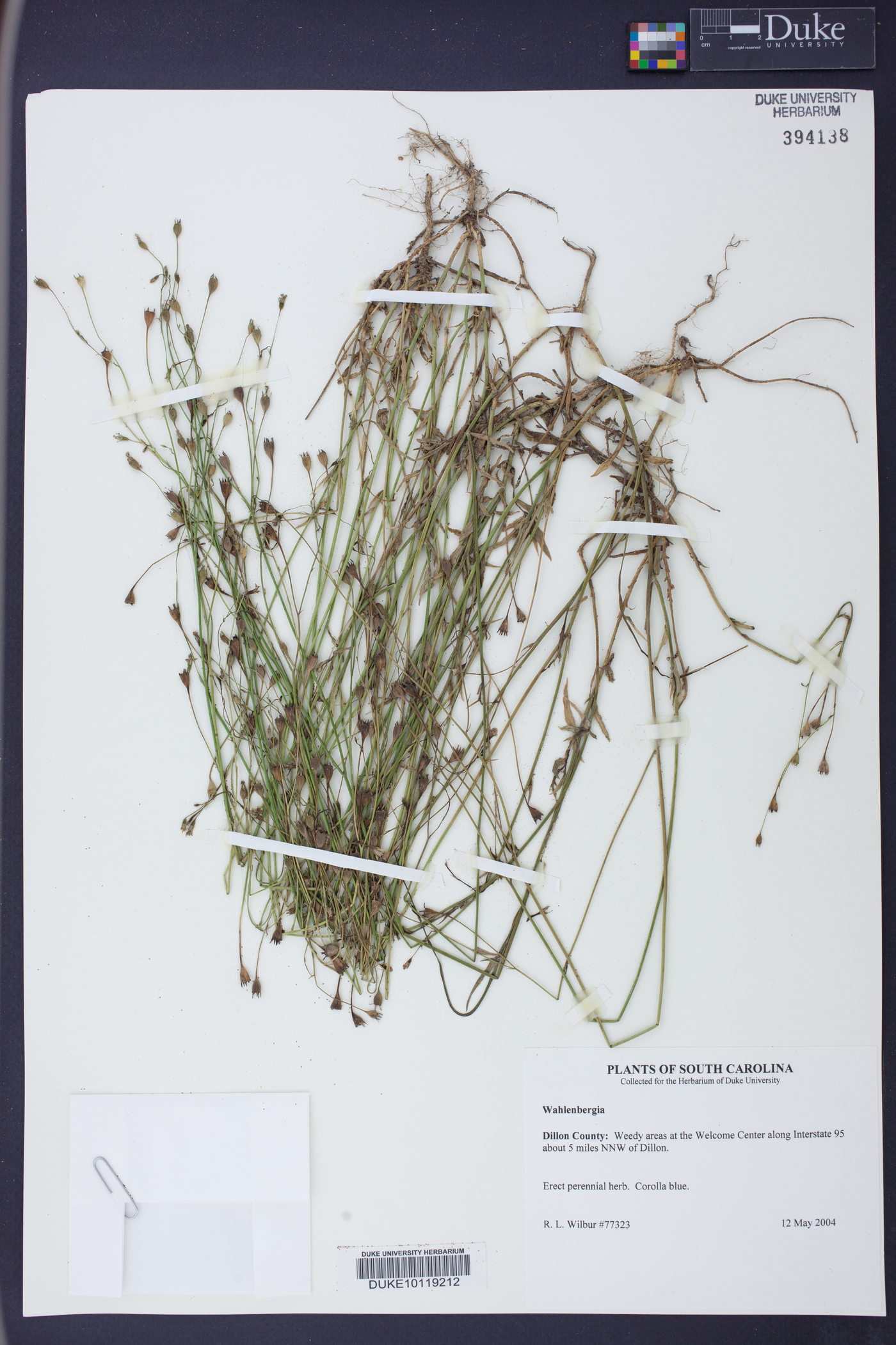 Wahlenbergia marginata image