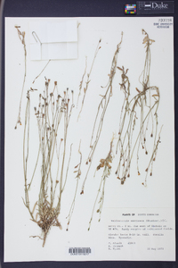 Wahlenbergia marginata image