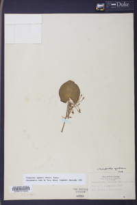 Nymphoides aquatica image