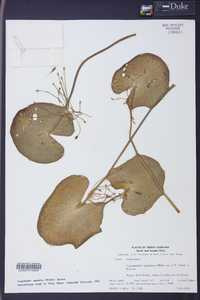 Nymphoides aquatica image