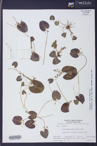 Nymphoides cordata image