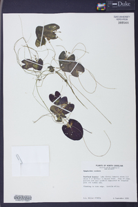 Nymphoides cordata image