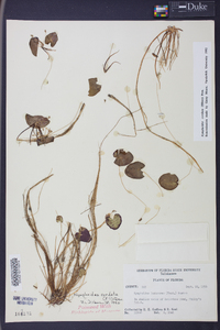 Nymphoides cordata image