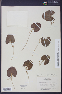 Nymphoides cordata image