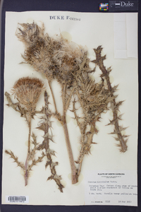 Cirsium horridulum image