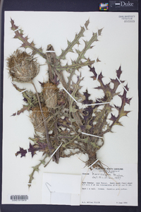 Cirsium horridulum image