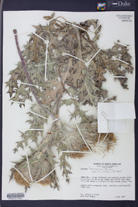 Cirsium horridulum image