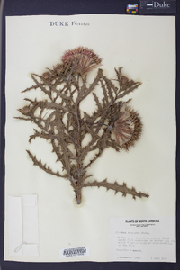 Cirsium repandum image