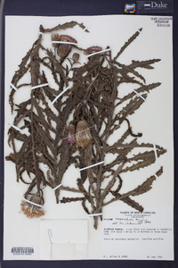 Cirsium repandum image
