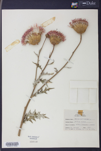 Cirsium carolinianum image