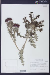 Cirsium horridulum image