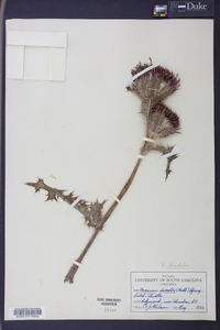 Cirsium horridulum image