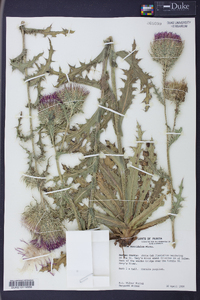 Cirsium horridulum image