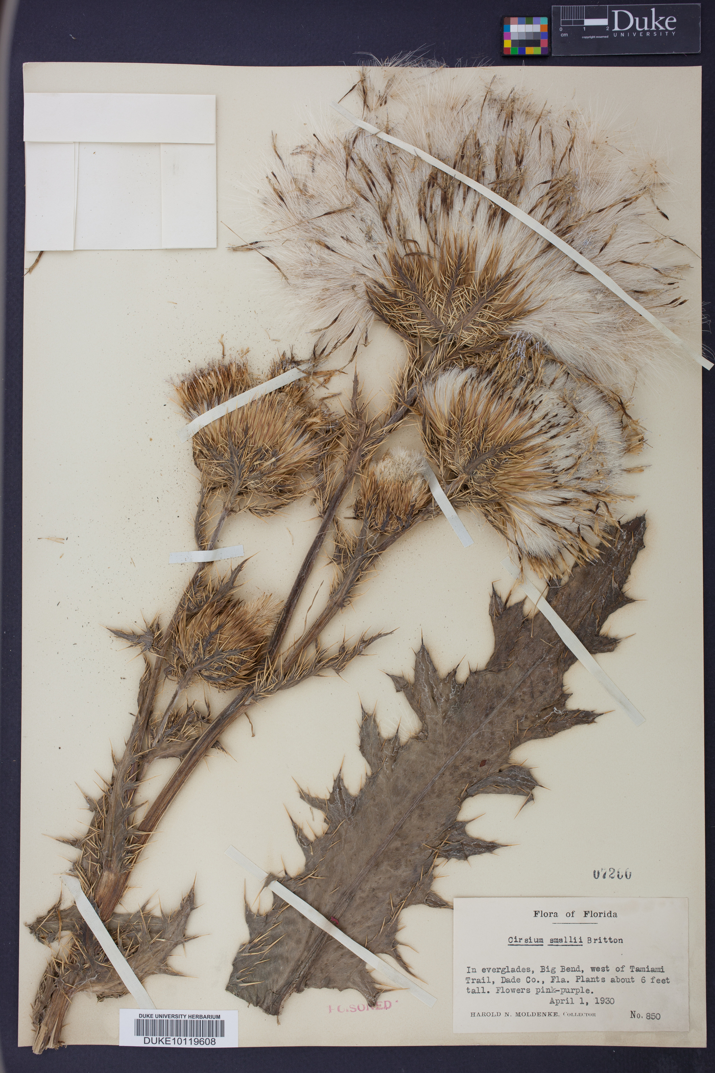 Cirsium smallii image