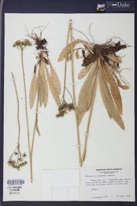 Hieracium caespitosum image