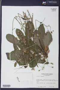 Hieracium venosum image