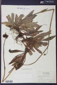 Hieracium caespitosum image