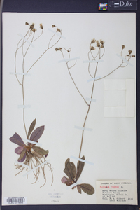Hieracium venosum image