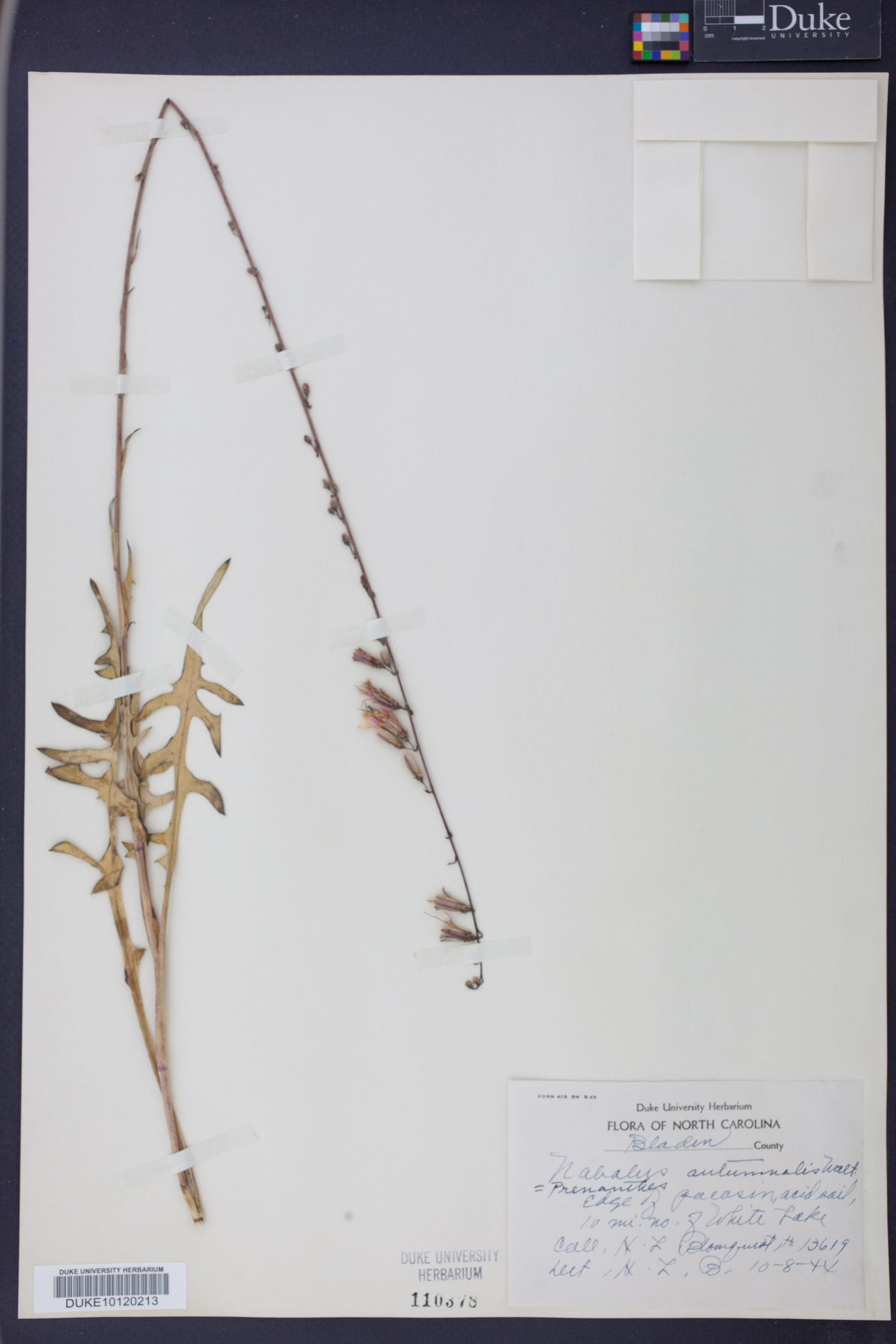 Nabalus autumnalis image