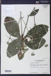 Elephantopus tomentosus image