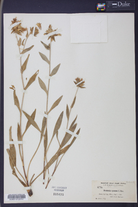 Stokesia laevis image