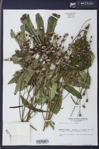 Vernonia acaulis image