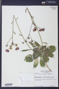 Vernonia acaulis image