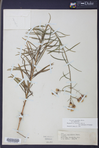 Vernonia angustifolia image