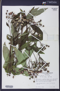 Vernonia glauca image