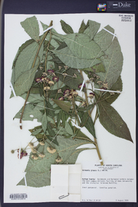 Vernonia glauca image