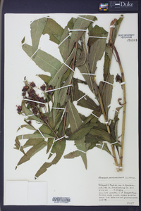 Vernonia noveboracensis image