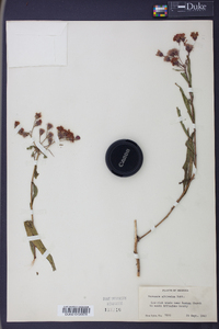 Vernonia gigantea subsp. gigantea image
