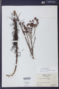 Vernonia angustifolia image