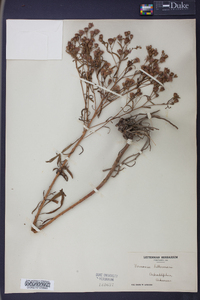 Vernonia lettermanii image