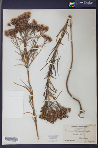 Vernonia lettermanii image