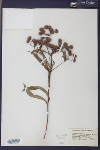 Vernonia noveboracensis image