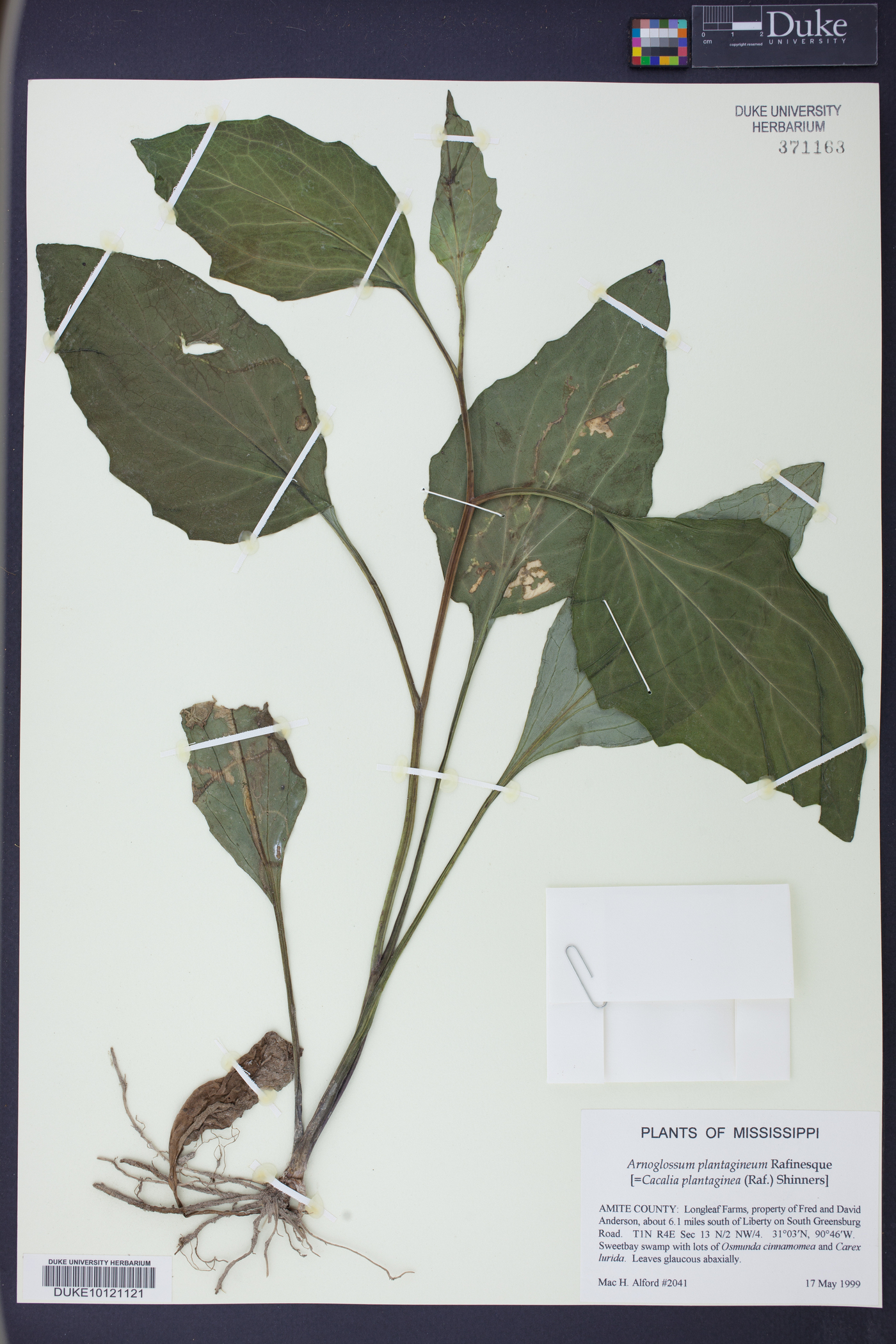 Arnoglossum ovatum image