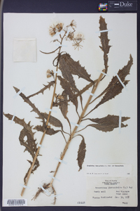 Erechtites hieraciifolius var. hieraciifolius image