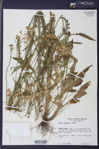 Senecio anonymus image