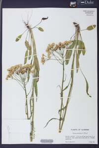 Senecio anonymus image