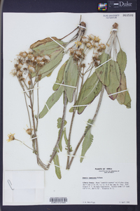 Packera tomentosa image