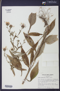 Aster commixtus image