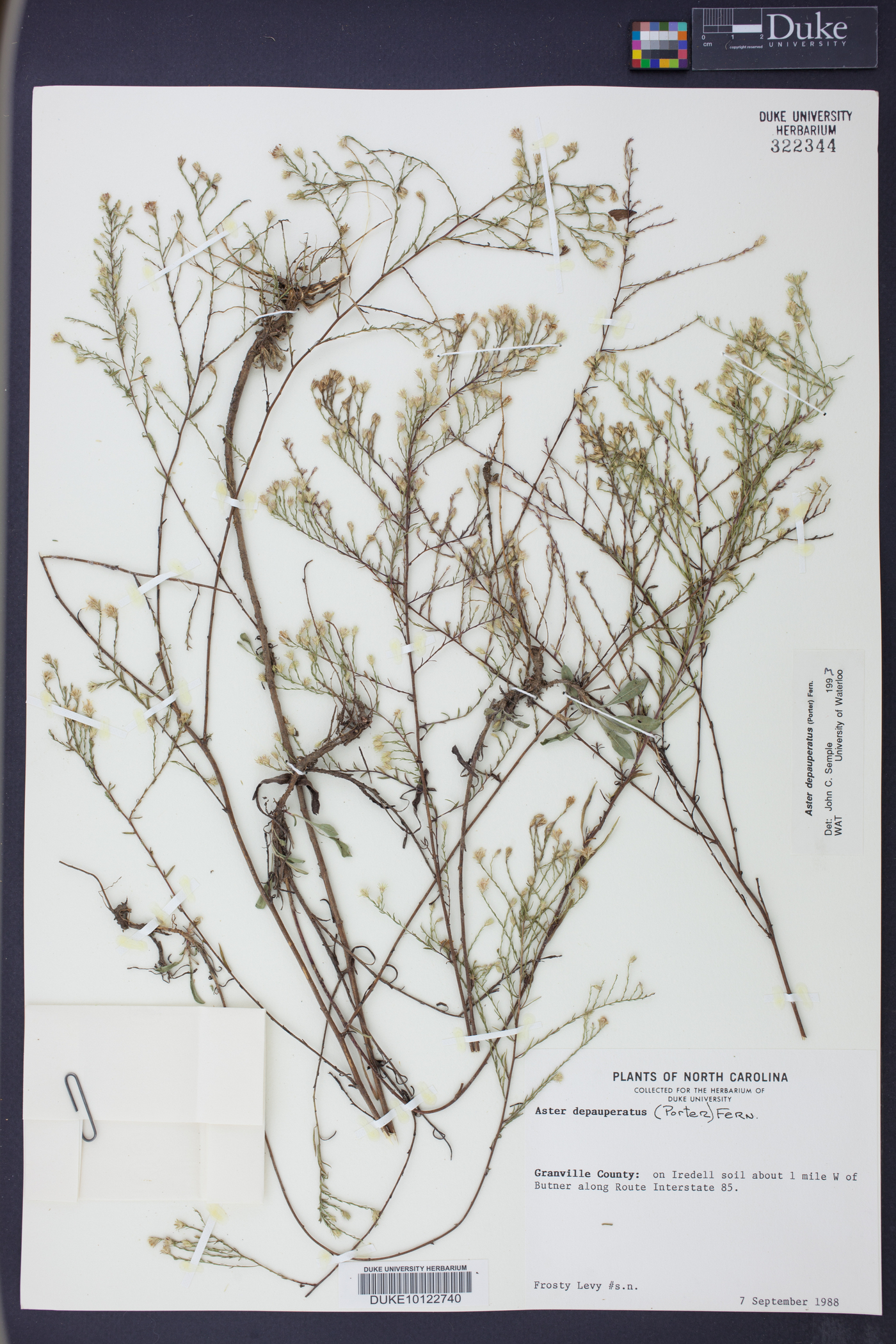 Aster depauperatus image