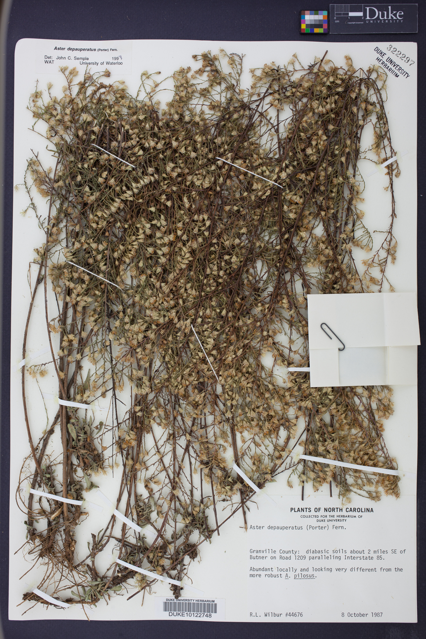 Aster depauperatus image