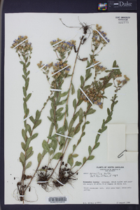 Aster gracilis image