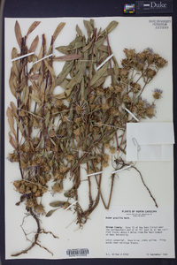 Aster gracilis image